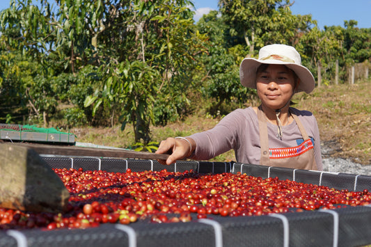 About G.O.A.T Coffee Trader